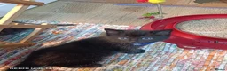 British Shorthair cats for sale: Cute cats - Advert 3