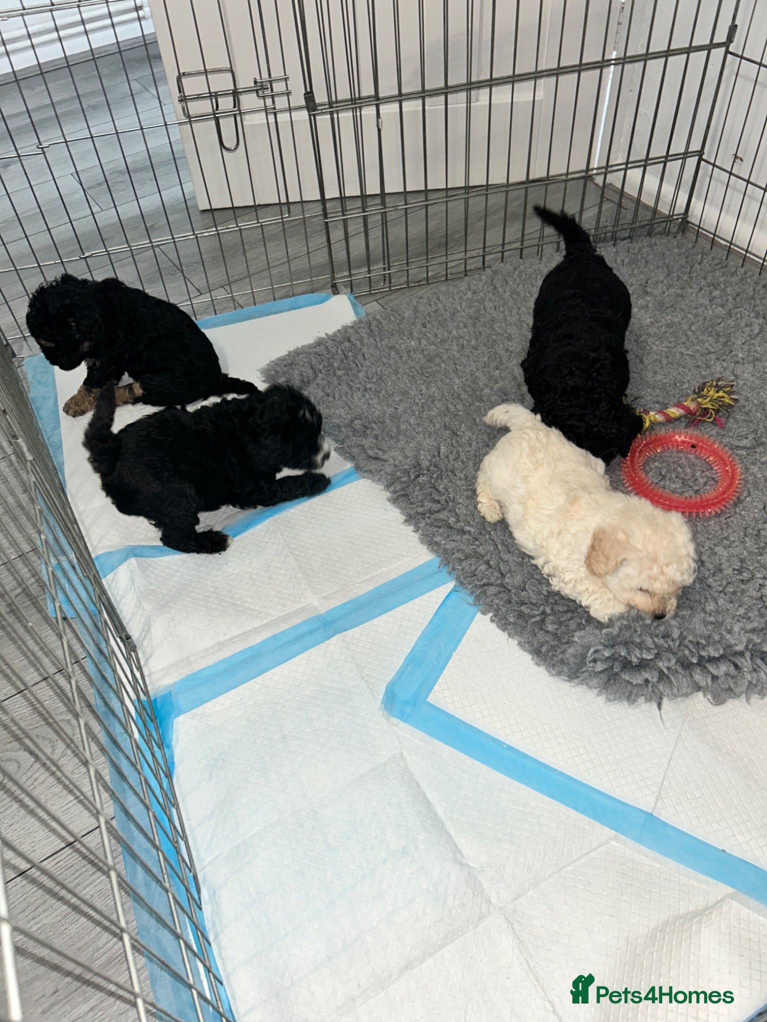 Cavapoochon dogs Exceptional Cavapoochon Boys – Elite Home-Bred - Advert 2