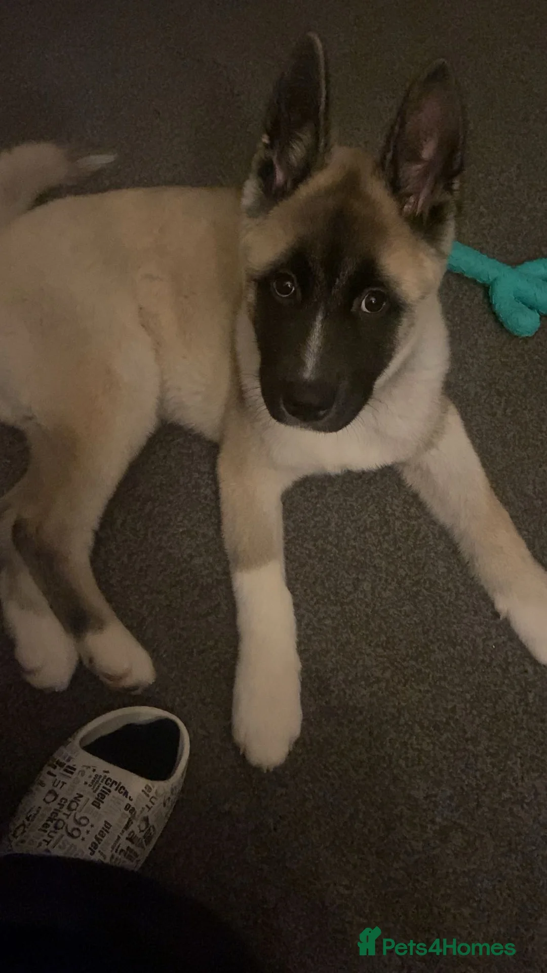 Akita dogs for sale: American Akita - Axel - Advert 1