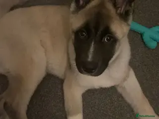 Akita dogs American Akita - Axel - Advert 4