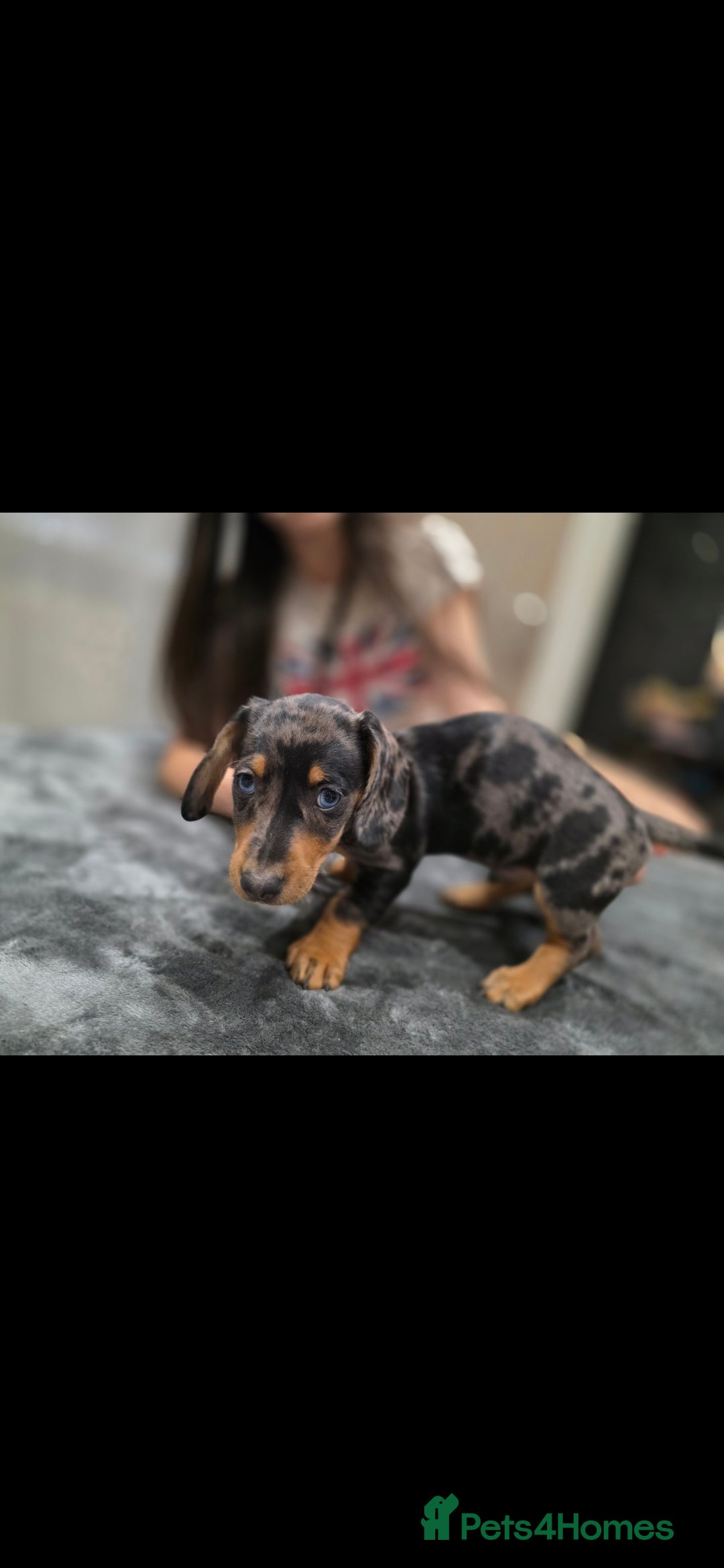 Dachshund dogs for sale: Beautiful puppies - Image 10