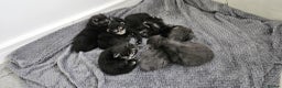 Maine Coon cats for sale: Maine coon kittens  - Advert 16