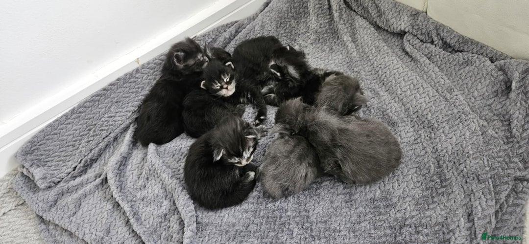 Maine Coon cats for sale: Maine coon kittens  - Advert 16