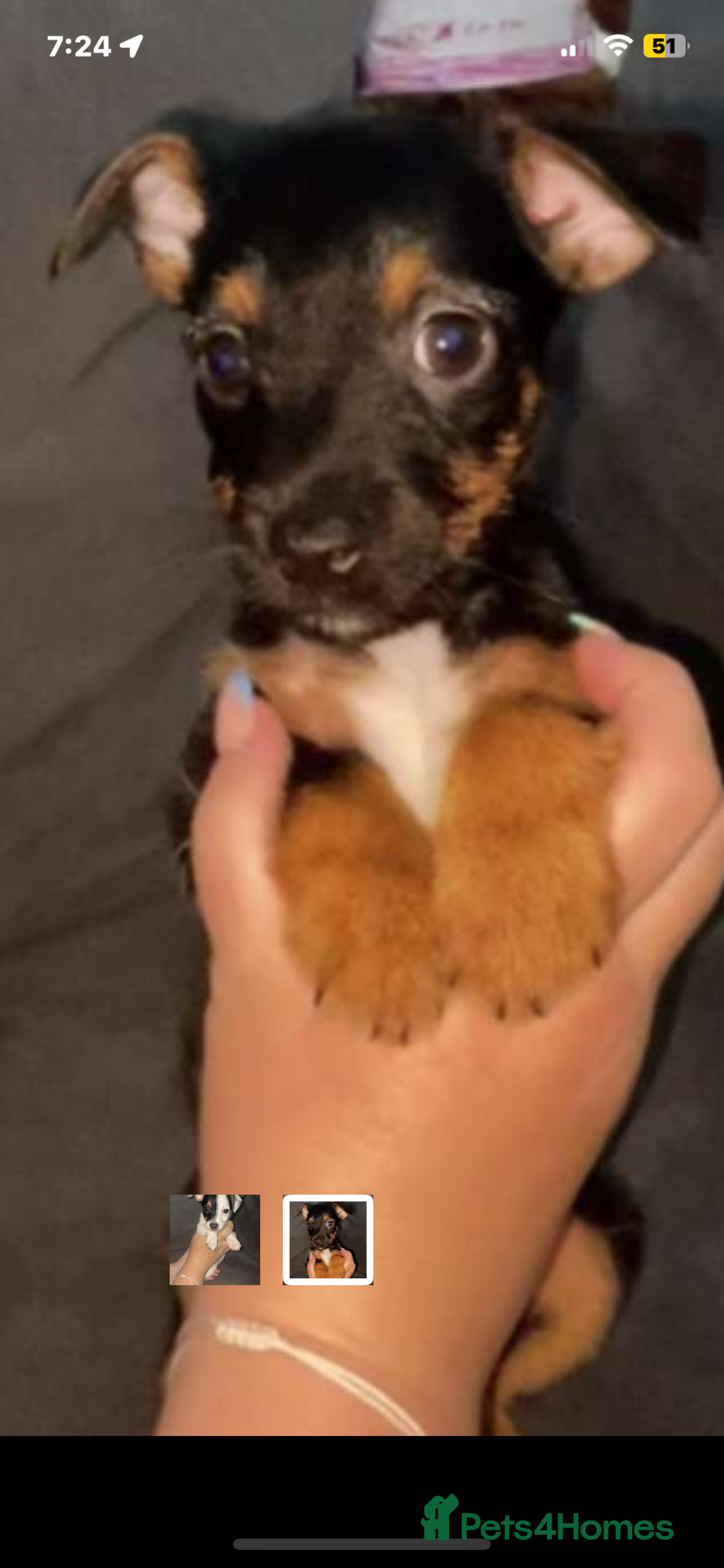 Jack Russell dogs for sale: #Readynow#Miniature Jack Yorkshire terrier pups in Sittingbourne - Image 10