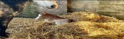 Welsh Section A horses for sale: Dapper Pony Open to Sensible Offers to Right Home - Advert 12