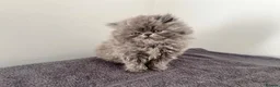 Persian cats for sale: Registered Persian Kittens – Blue & Red - Advert 9