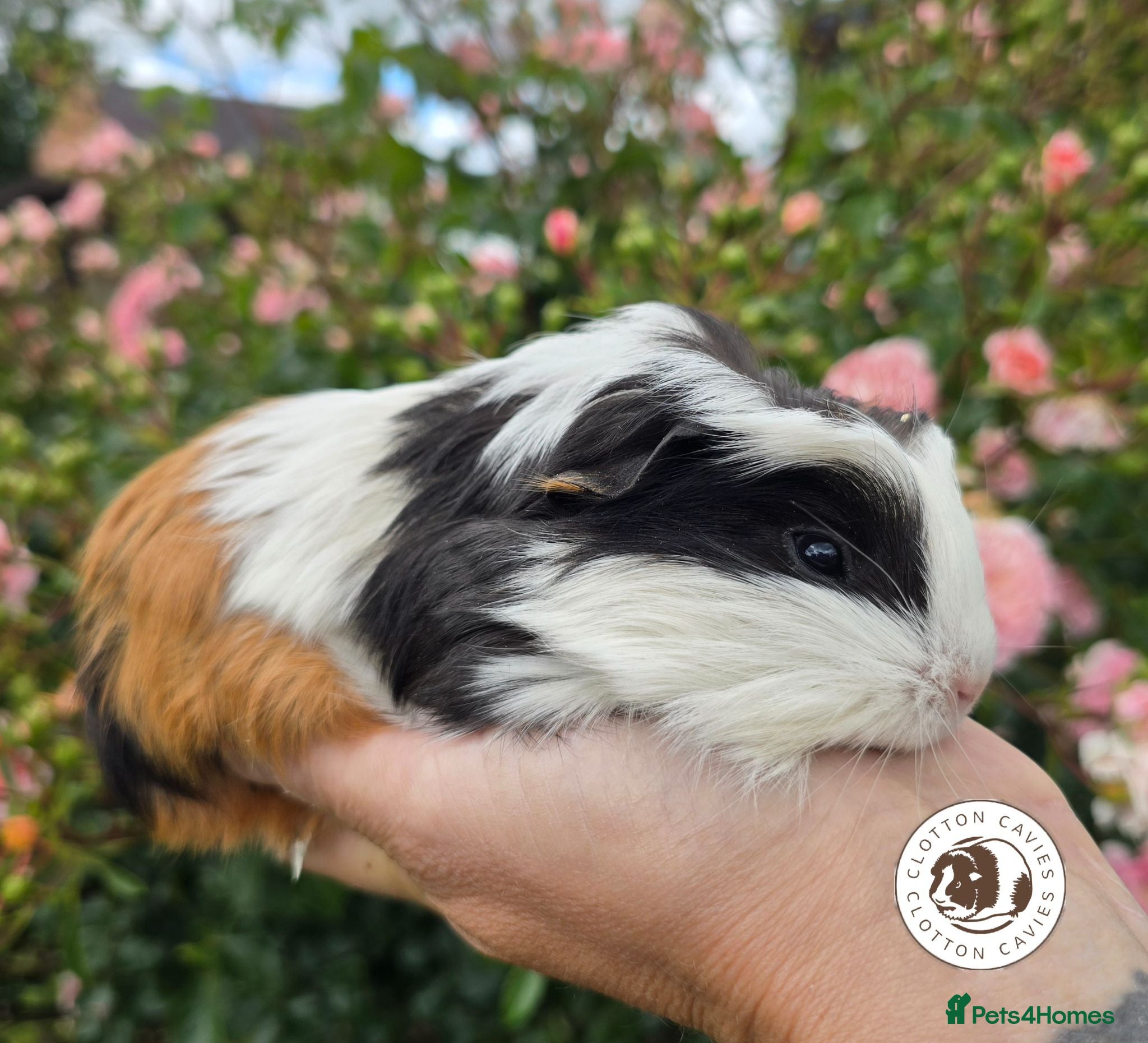 Guinea Pig rodents Gorgeous Baby Guinea Pigs For Sale  - Advert 2