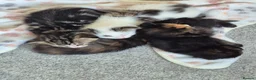 Mixed Breed cats for sale: Playful kittens for sale  in Weston-super-Mare - Advert 3