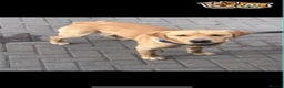 Labrador Retriever dogs for stud: Labrador for Stud  only - Advert 2