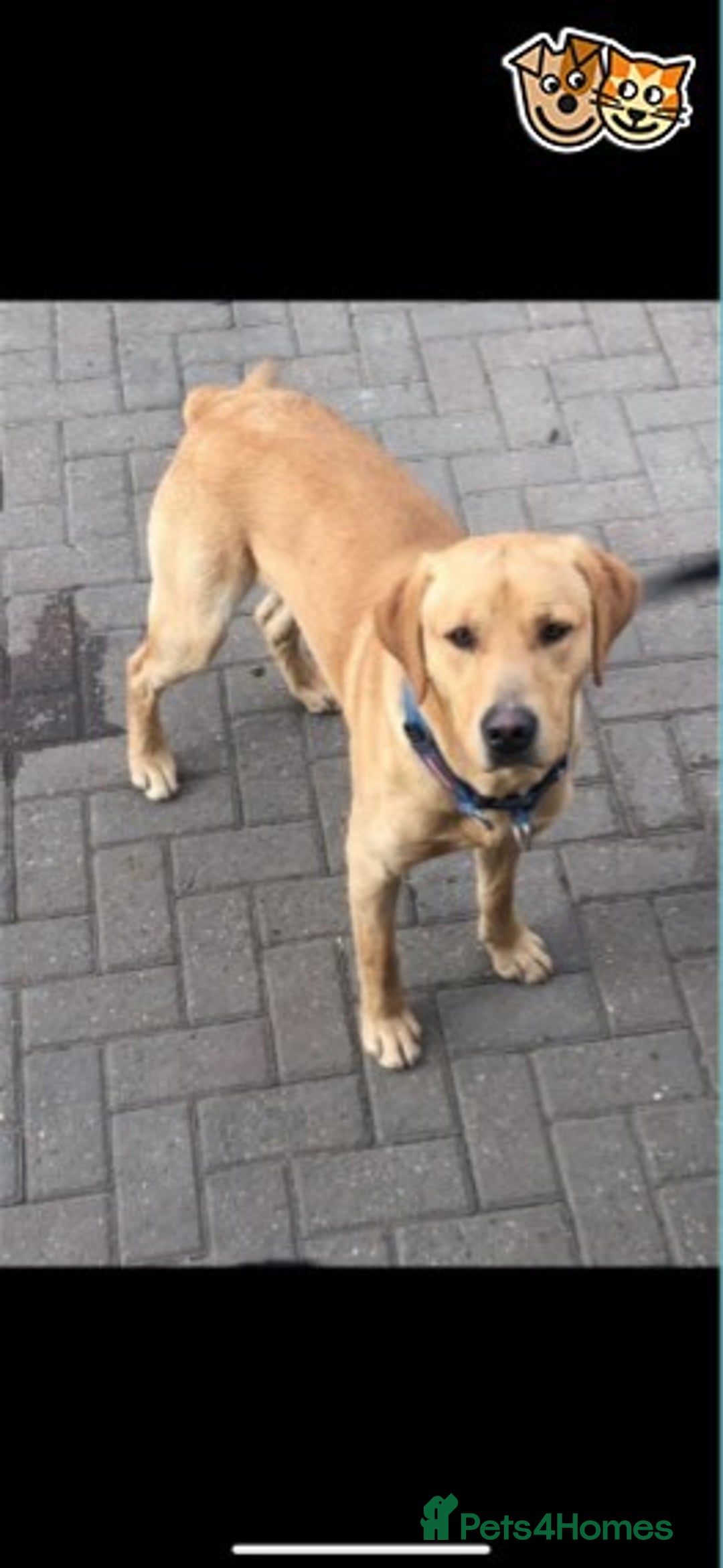 Labrador Retriever dogs for stud: Labrador for Stud  only - Advert 2