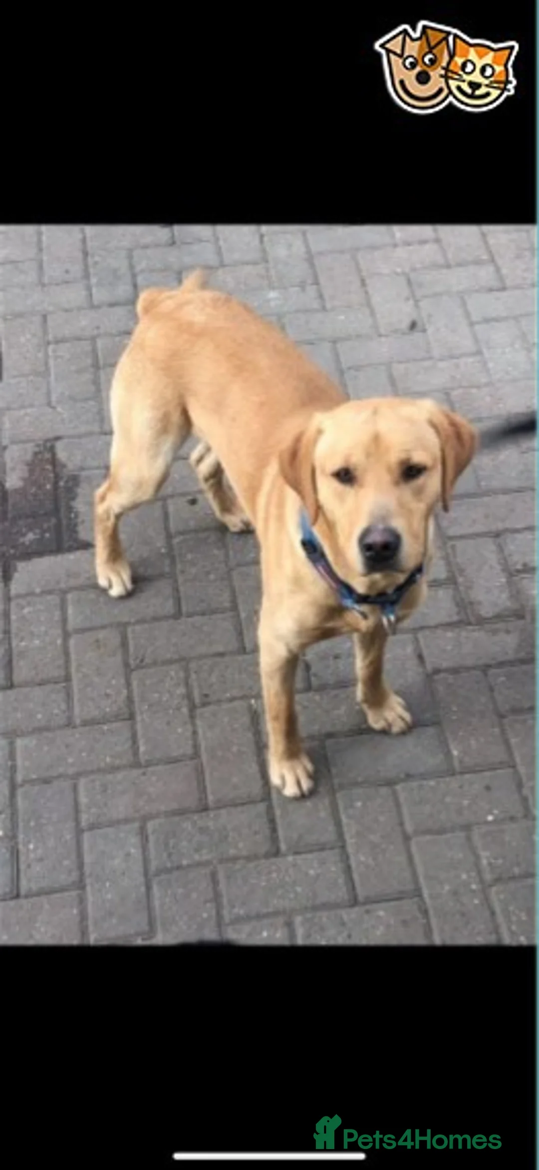 Labrador Retriever dogs for stud: Labrador for Stud  only - Advert 2