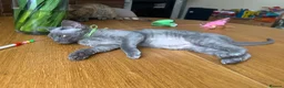 Devon Rex cats for sale: Our beautiful Devon Rex kittens are ready to move  - Advert 20
