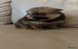 German Spitz dogs for sale: KC Reg Show Type German Spitz (Klein) For Sale. - Image 7