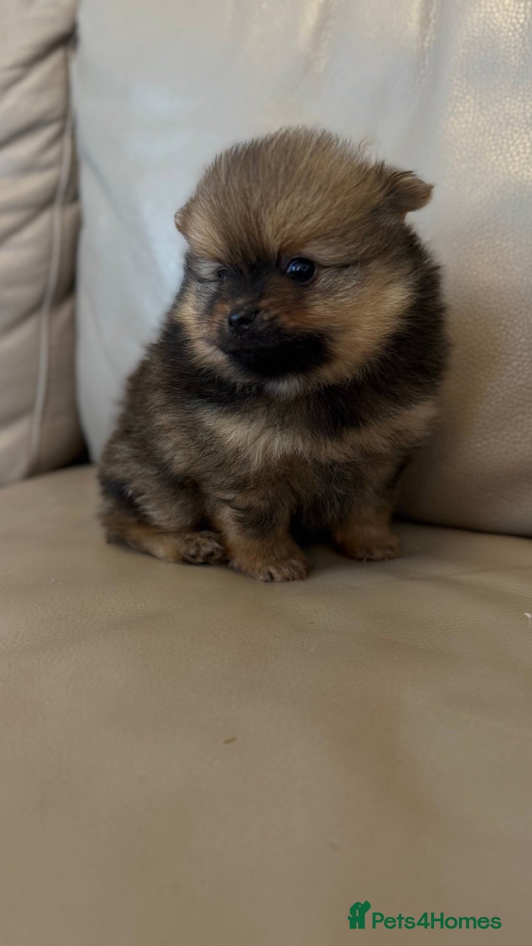 German Spitz dogs for sale: KC Reg Show Type German Spitz (Klein) For Sale. - Image 7