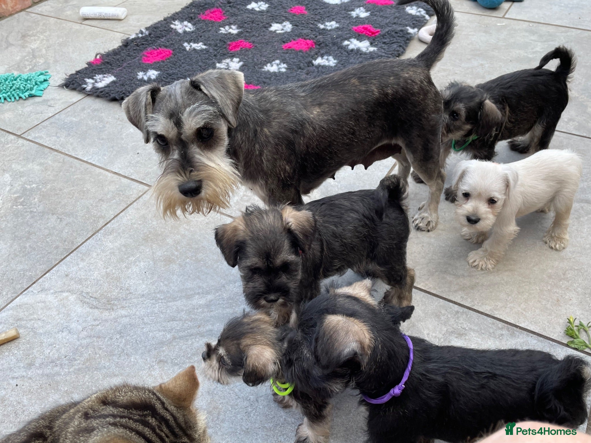 Miniature Schnauzer dogs Miniature Schnauzer puppy  - Advert 1