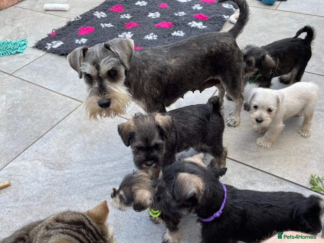 Miniature Schnauzer dogs for sale: Miniature Schnauzer puppy  - Advert 1