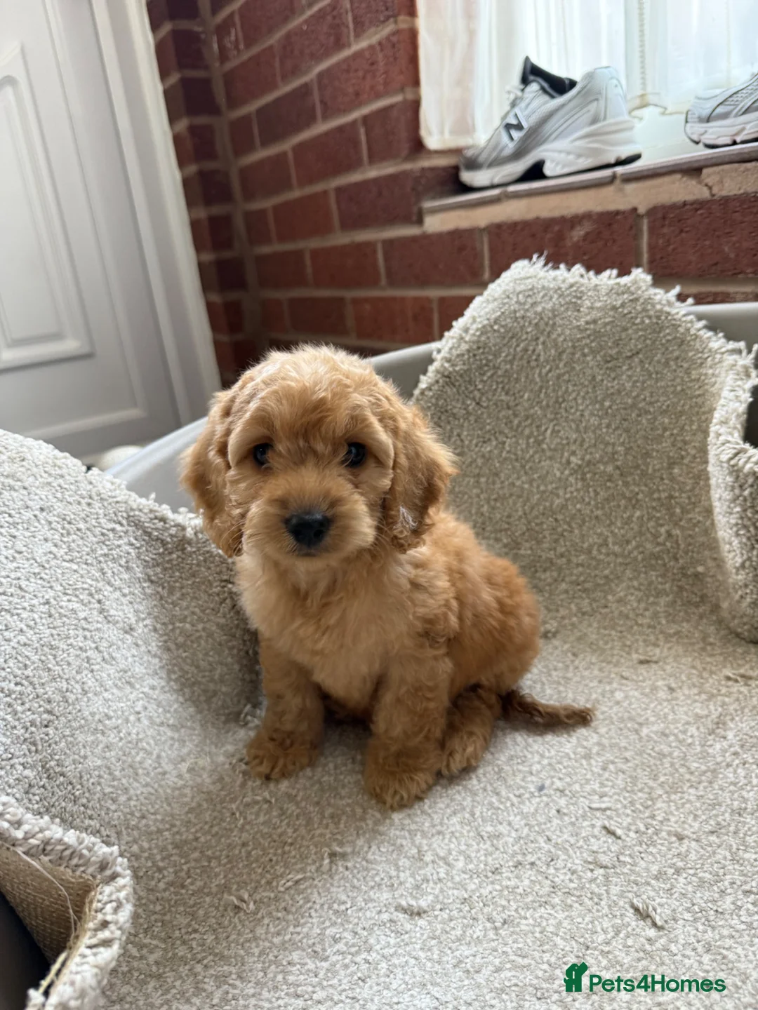 Cockapoo dogs for sale: F1 Cockapoo Puppies - Advert 2