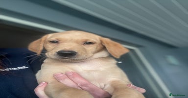 Labrador Retriever dogs Beautiful KC Registered Labrador Puppies - Advert 13