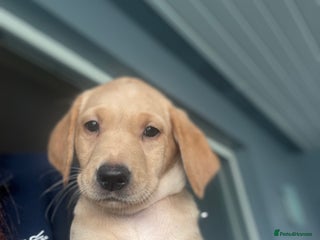 Labrador Retriever dogs Beautiful KC Registered Labrador Puppies - Advert 4