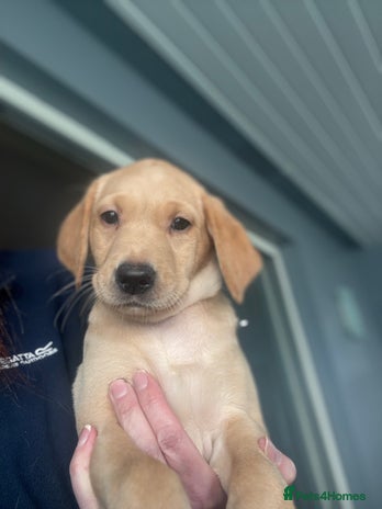 Labrador Retriever dogs Beautiful KC Registered Labrador Puppies - Advert 4