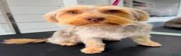 Mixed Breed dogs for sale: Adorable Yorkie/Biewer Cross Puppies - Advert 4