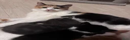 Mixed Breed cats for sale: Beautiful kittens looking new home 🩷❤️🧡 - Advert 22