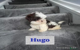 Shih Tzu dogs for sale: Imperial shih tzu pups  - Image 4