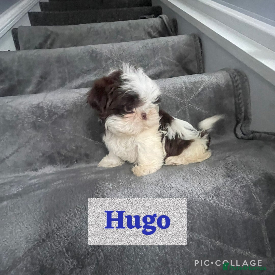 Shih Tzu dogs for sale: Imperial shih tzu pups  - Image 4