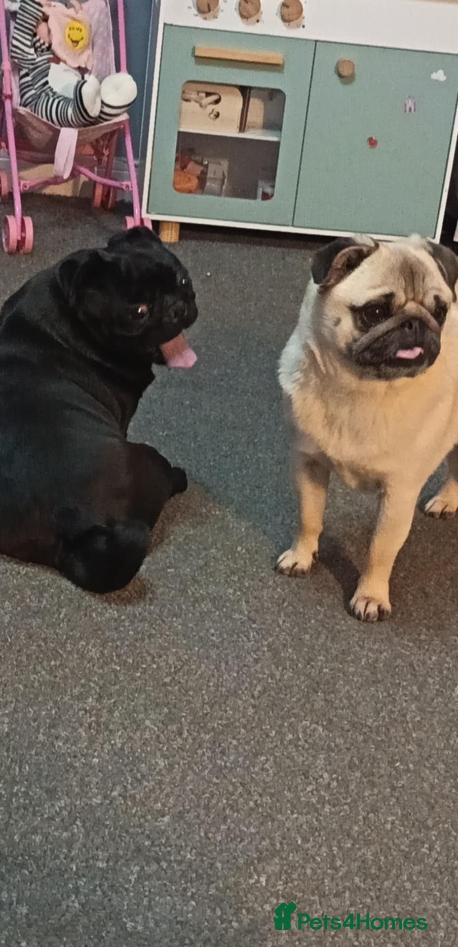 Pug dogs Arlo and Bella - Advert 1