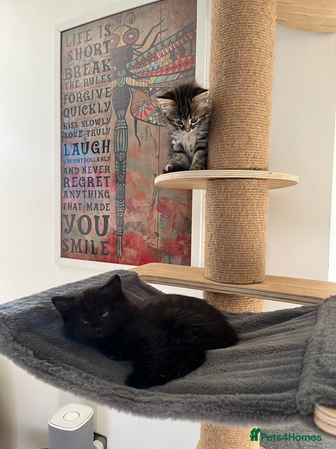 Mixed Breed cats for sale: 4 female kittens for sale - Image 3