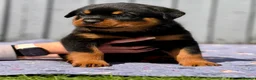 Rottweiler dogs for sale: 5 Exceptional KC Registered Rottweiler Puppies - Advert 12