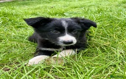 Border Collie dogs for sale: Beautiful Collie Puppies  - Image 17