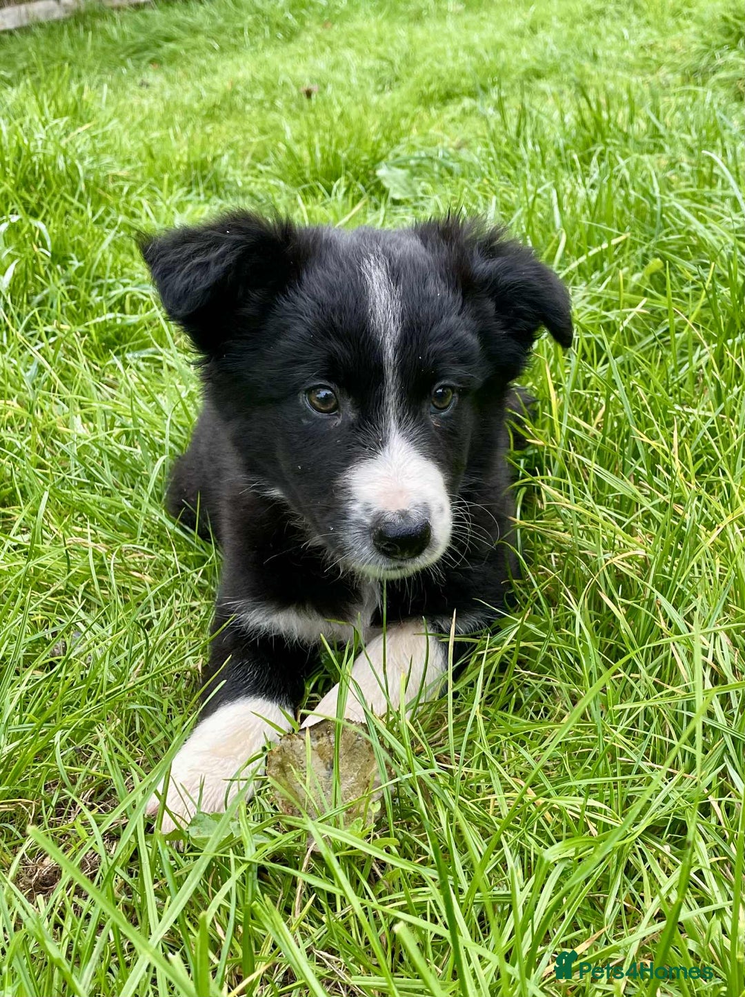 Border Collie dogs for sale: Beautiful Collie Puppies  - Image 17