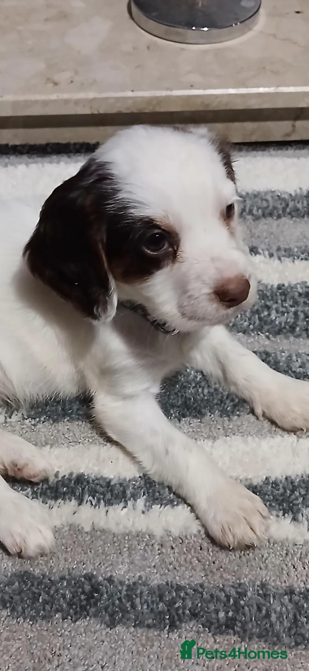 Cocker Spaniel dogs for sale: Stunning cocker spaniel  - Advert 2