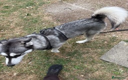 Siberian Husky dogs for sale: Siberian husky female very friendly - Image 3