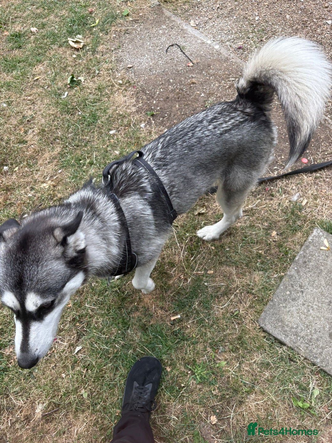 Siberian Husky dogs for sale: Siberian husky female very friendly - Image 3