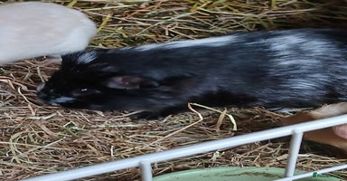 Guinea Pig rodents in Crook - Advert 6