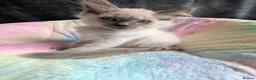 Ragdoll cats for sale: Stunning ragdoll kittens for sale.  - Advert 16