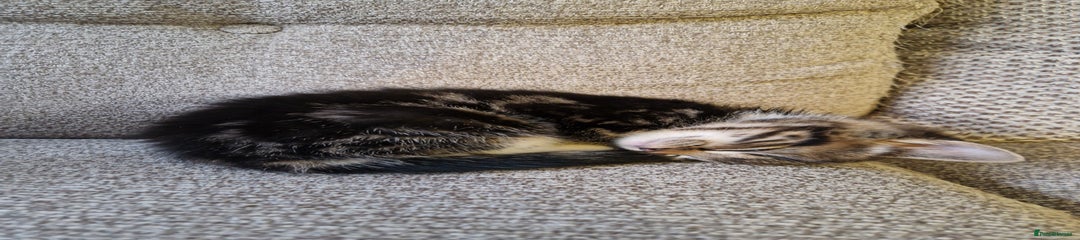 Mixed Breed Kitten 1