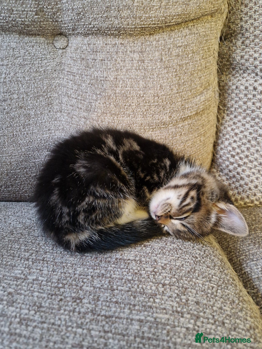 Mixed Breed cats for sale: 4 beautiful kittens available Saturday 22nd - Advert 11