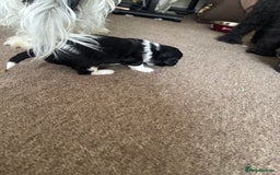 Shihpoo dogs for sale: 4 shihpoo males  in Telford - Image 9