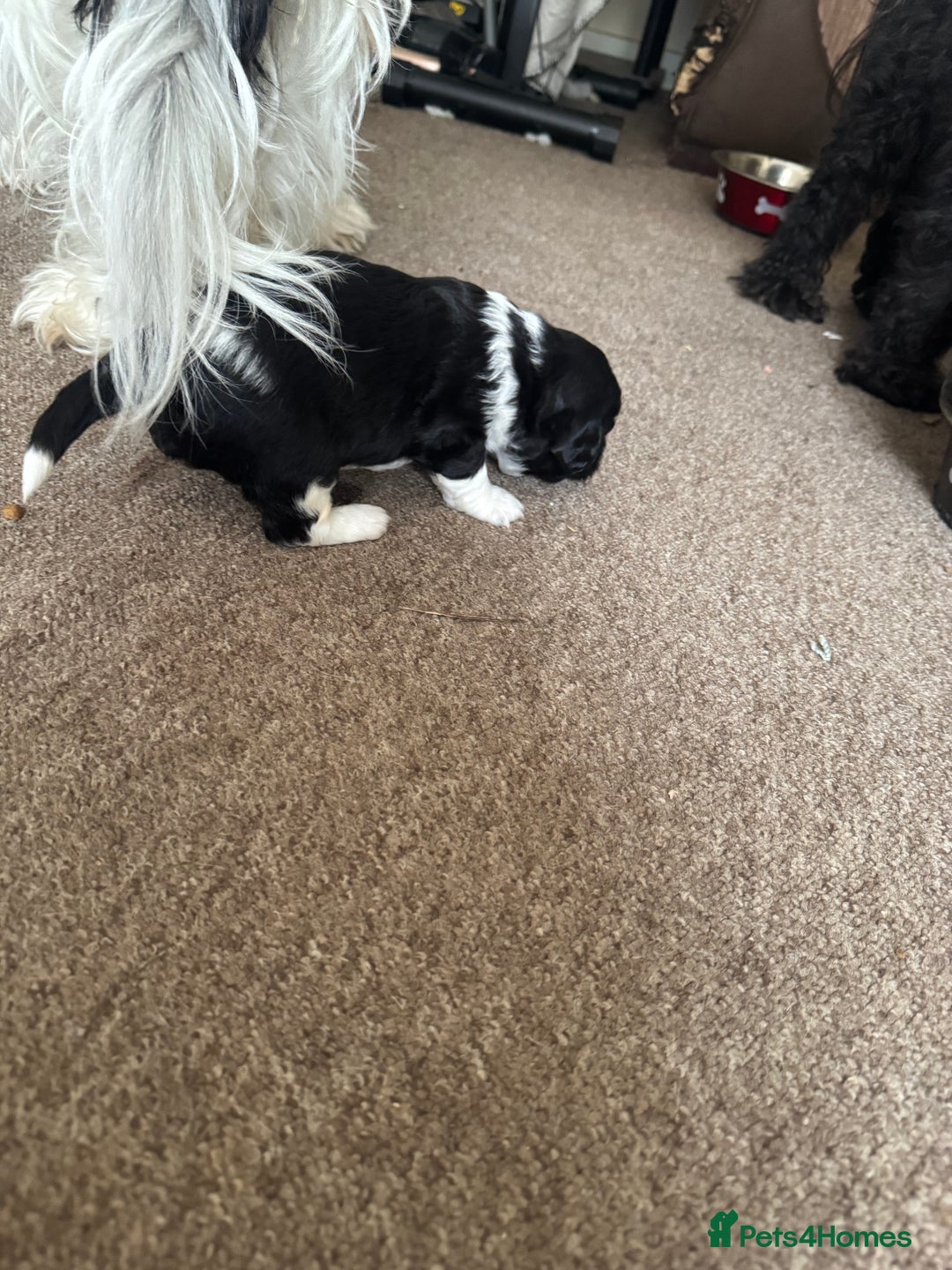 Shihpoo dogs for sale: 4 shihpoo males  in Telford - Image 9