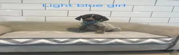 German Shorthaired Pointer dogs for sale: 🤎🤍 KC reg German Shorthaired Pointers 🤍🤎 - Advert 4
