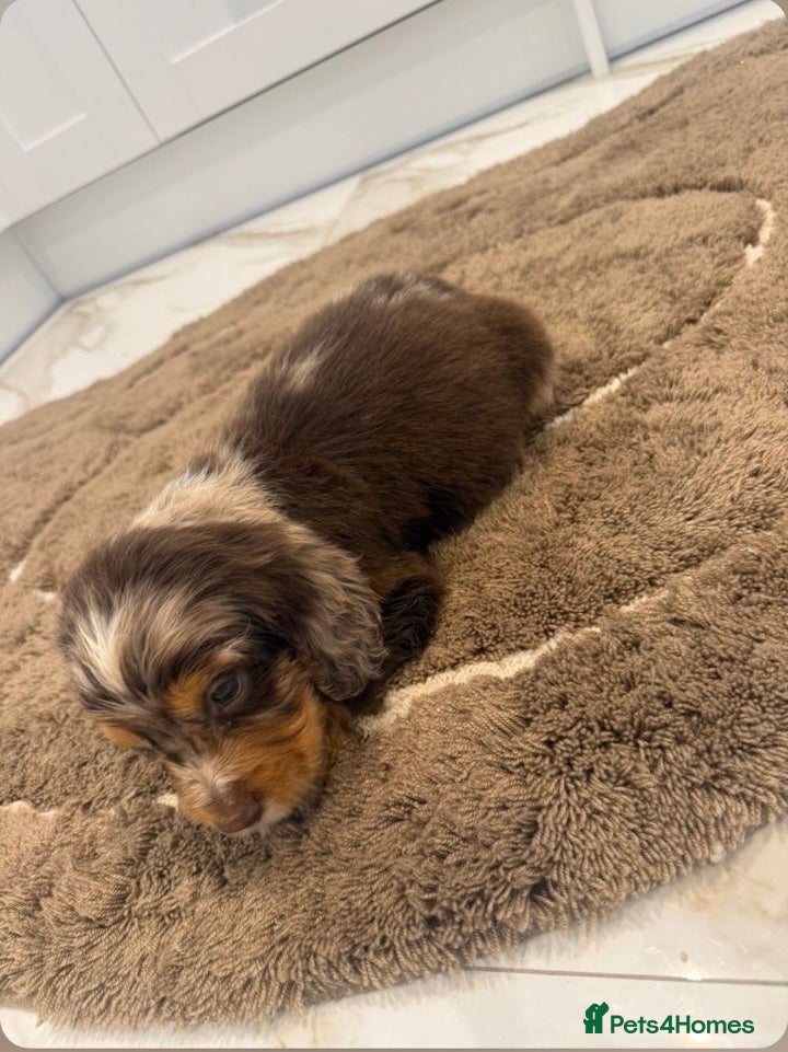 Cocker Spaniel dogs for sale: Cocker spaniel show type puppies  - Advert 10