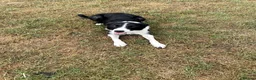 Border Collie dogs for sale: 5 Border Collie Puppies - Advert 1
