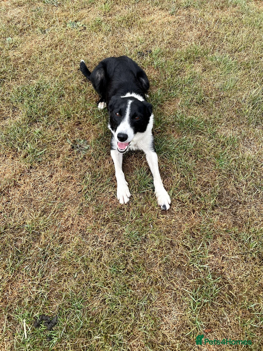 Border Collie dogs for sale: 5 Border Collie Puppies - Advert 1