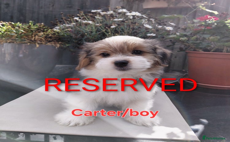 Biewer Terrier dogs - Advert 1
