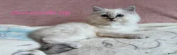 Perdoll cats for sale: Absolutely beautiful Perdoll Kittens  - Advert 3