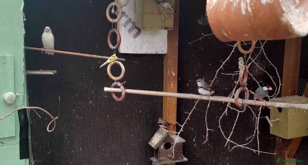 Finches birds for sale: Mixed aviary for sale.  - Image 9