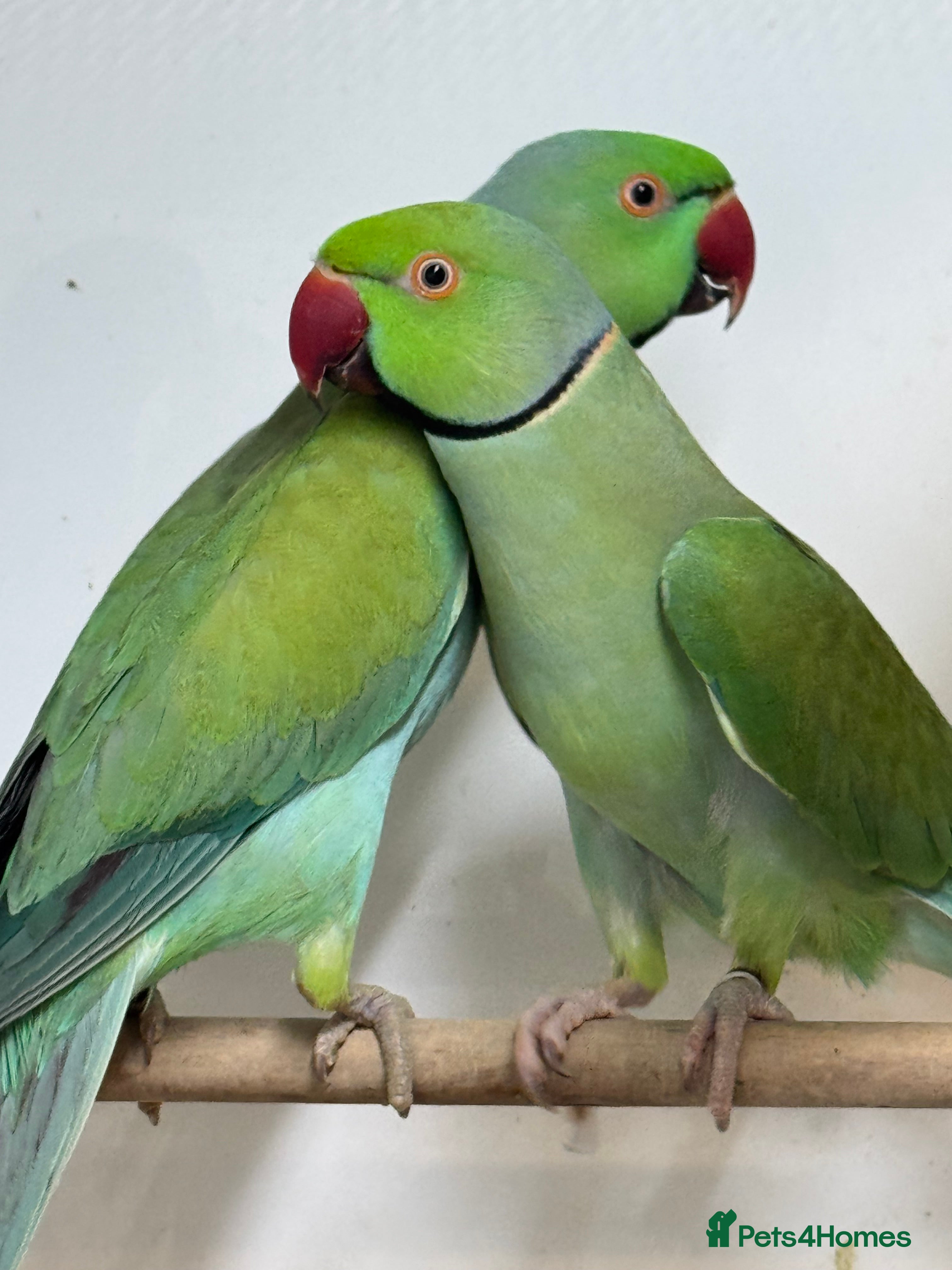 Parrots birds Turquoise Ringneck cocks  - Advert 4